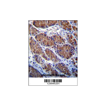 OTOP1 antibody - center region (OAAB08237) in Human Stomach using Immunohistochemistry