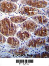 AREG antibody - C-terminal region (OAAB04830) in Human stomach tisse using Immunohistochemistry