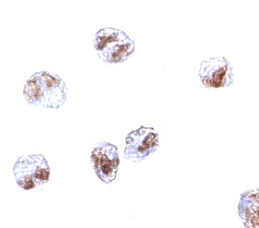 SCARA5 Antibody (OAPB00923) in HepG2 using Immunocytochemistry