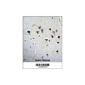 GRIN2A antibody - center region (OAAB07577) in Human brain using Immunohistochemistry
