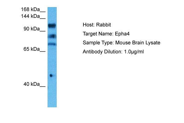 Epha4 antibody - C-terminal region (ARP61663_P050) in Mouse Brain using Western Blot