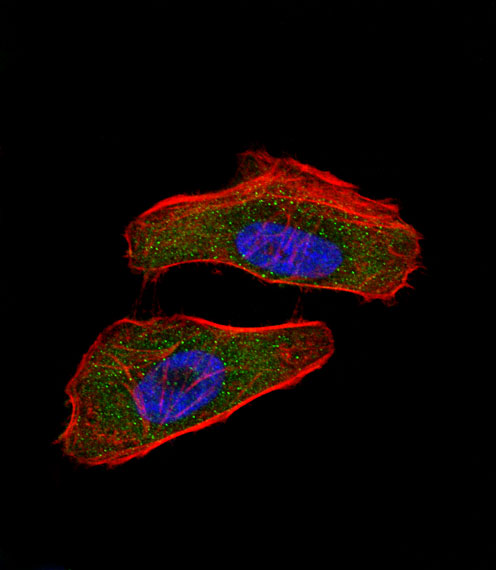 HIF1A Antibody (N-term) (OAAB02194) in Hela using immunofluorescent