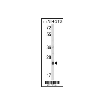 DERL1 antibody - C-terminal region (OAAB05344) in NIH-3T3 using Western Blot