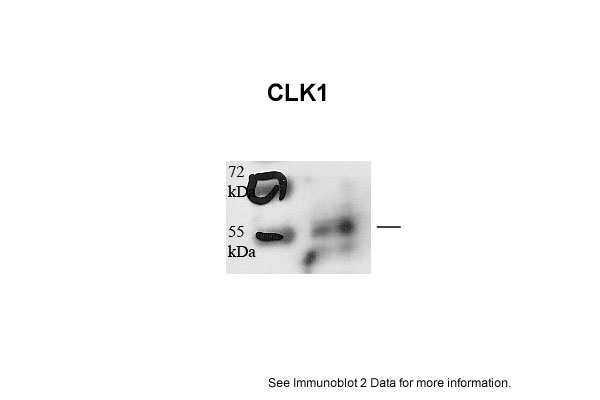 CLK1 antibody - N-terminal region (ARP52021_P050) in Human HMEC-1 using Western Blot