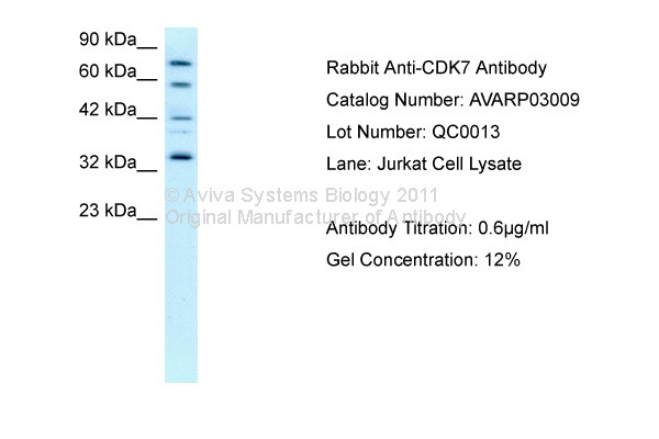 CDK7 antibody - C-terminal region (AVARP03009_P050) in Human Jurkat using Western Blot