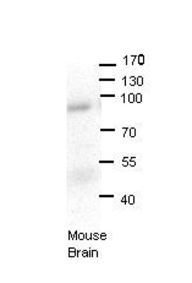LSS antibody - N-terminal region (ARP41839_P050) in Mouse brains using Western Blot