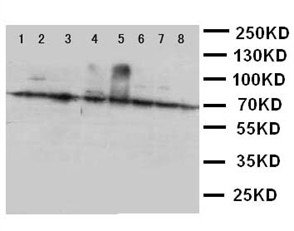 XRCC6 Polyclonal Antibody (OABB00595) in HT1080, SGC, A453, SW620, HELA, A431, A549, RAJI using Western Blot