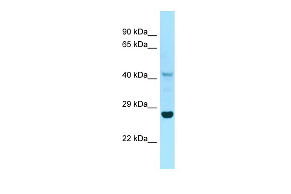 IDO1 antibody - C-terminal region (ARP64660_P050) in Human RPMI-8226 using Western Blot