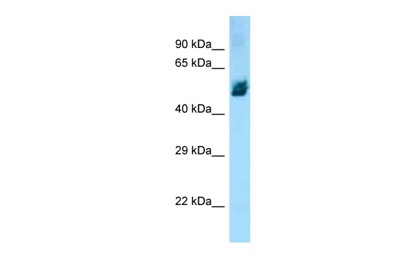 Ng35 antibody - middle region (ARP31670_P050) in Rat Muscle using Western Blot