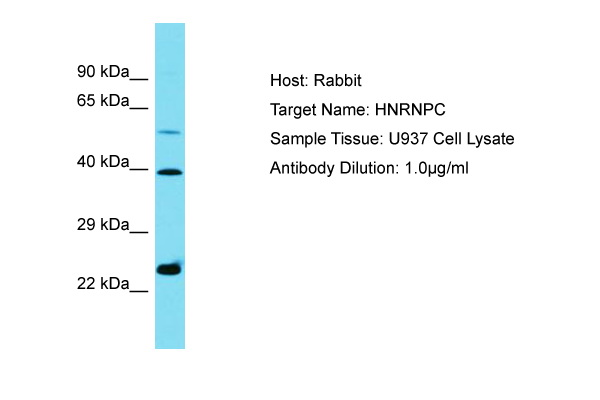 HNRNPC Antibody - C-terminal region (ARP70547_P050) in U937 using Western Blot