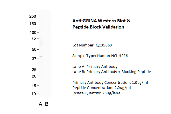 GRINA antibody - middle region (ARP65125_P050) in Human NCI-H226 using Western Blot