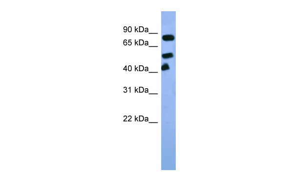 Arnt antibody - C-terminal region (ARP30979_P050) in Rat Liver using Western Blot