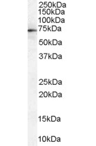 MSN Antibody (OAEB01414) in Human Spleencells using Western Blot