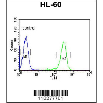 IGJ antibody - N-terminal region (OAAB03552) in HL-60 using Flow Cytometry