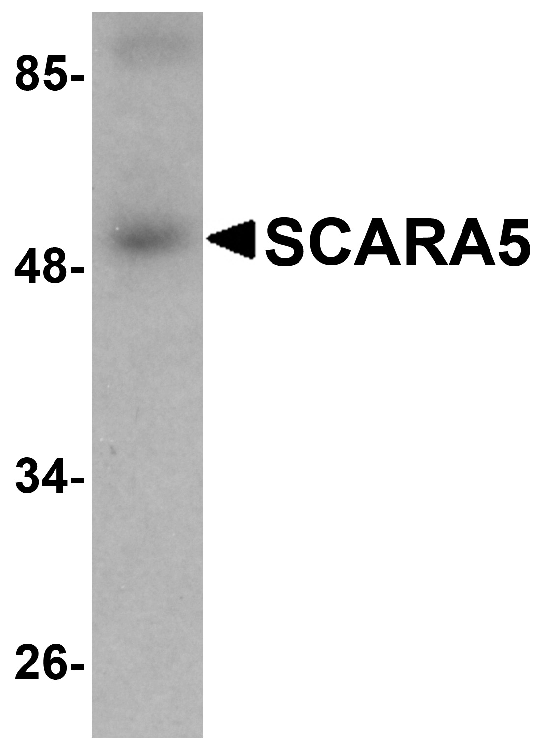 SCARA5 Antibody (OAPB00923) in human liver using Western Blot