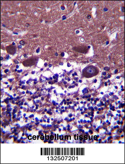 DNAL4 antibody - N - terminal region (OAAB09868) in Human Cerebellum using Immunohistochemistry