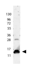 Anti-IL-9 (OASD00010) in recombinant human IL-9 using Western Blot