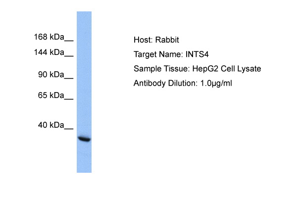 INTS4 Antibody - C-terminal region (ARP51695_P050) in Human HepG2 using Western Blot