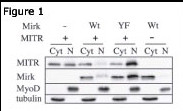 HDAC9 Antibody (N-term) (OAAB07338) in C2C12 myoblasts using Western Blot
