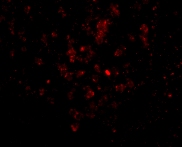 EBI3 Antibody (0.1 mg) in Human Spleen using Immunofluorescence.