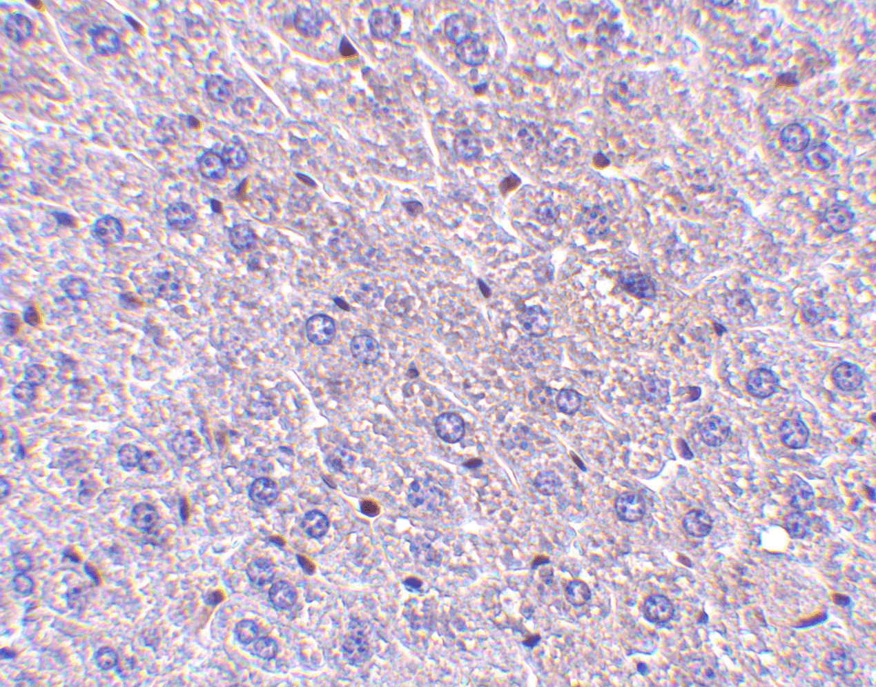 F1A alpha Antibody (OAPB00108) in Mouse Liver using Immunohistochemistry