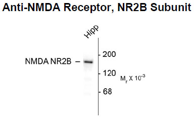 Anti-NMDA Receptor, NR2B Subunit (OAPC00033) in Rat hippocampal (Hipp) using Western Blot
