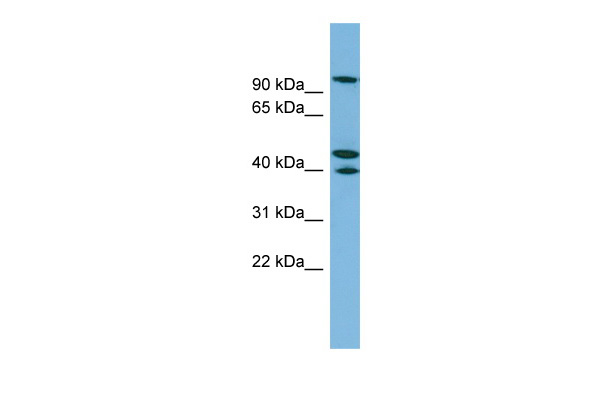 EXOC5 antibody - N-terminal region (ARP52200_P050) in Human A549 using Western Blot
