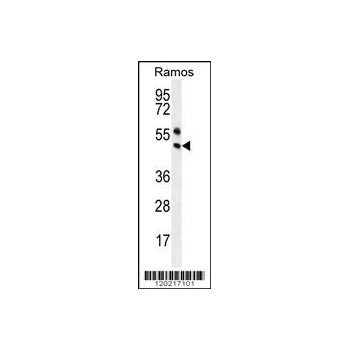 PAX5 antibody - center region (OAAB07949) in Ramos using Western Blot