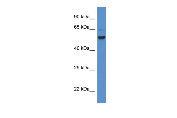 Pigs antibody - C-terminal region (ARP50165_P050) in Mouse Small Intestine using Western Blot