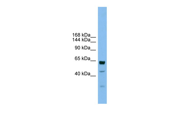 UMODL1 antibody - middle region (ARP44475_P050) in Human HT1080 using Western Blot