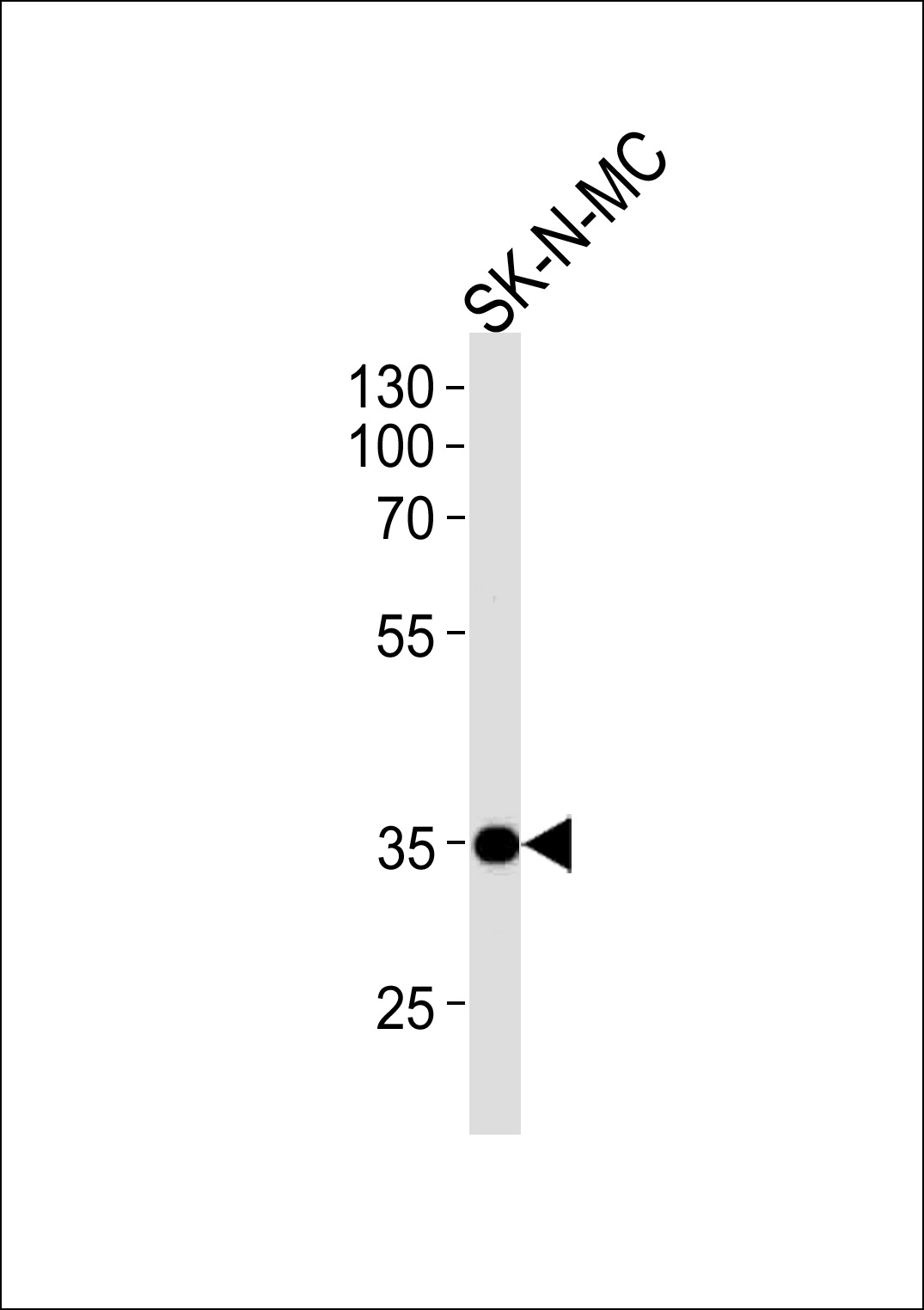 NKX1-1 Antibody (Center) (OAAB08157) in SK-N-MC using Western Blot