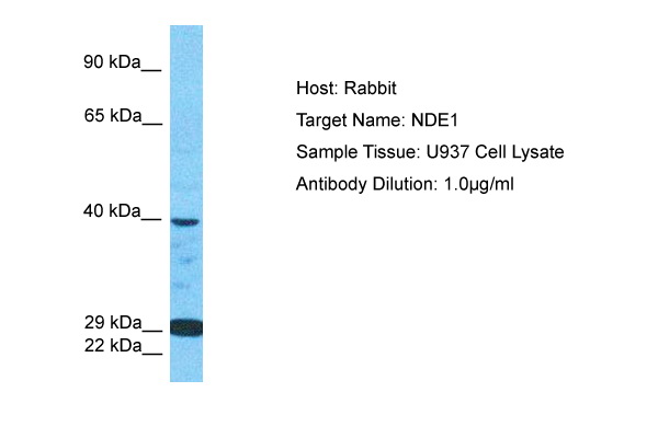 NDE1 Antibody (ARP47931_P050) in Human U937 Whole Cell using Western Blot