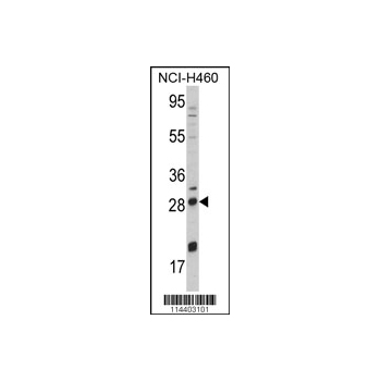 NGF antibody - center region (OAAB04825) in NCI-H460 using Western Blot