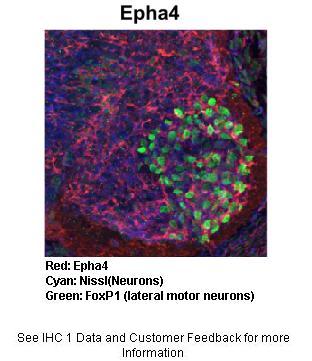 Epha4 antibody - C-terminal region (ARP61663_P050) in Mouse spinal cord using Immunohistochemistry