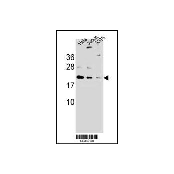 ARL6IP6 antibody - N - terminal region (OAAB09650) in A375, Hela, Jurkat using Western Blot