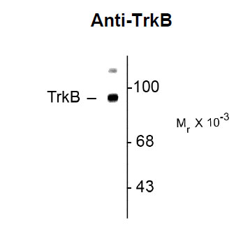 Anti-TrkB (OAPC00072) in Rat synaptic membrane using Western Blot