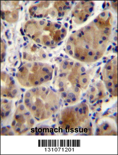 SCAP antibody - N - terminal region (OAAB08555) in Human Stomach using Immunohistochemistry