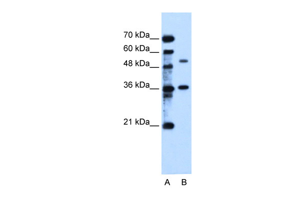 C9orf127 antibody - C-terminal region (ARP41903_T100) in Human HepG2 using Western Blot