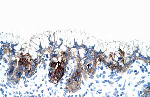 PMF1 antibody - middle region (ARP33105_P050) in Human Stomach using Immunohistochemistry