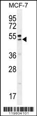 QTRTD1 Antibody (C-term) (OAAB07941) in MCF-7 using Western Blot