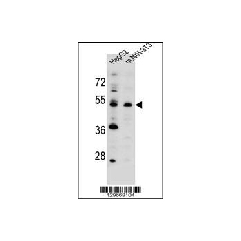 KCMF1 antibody - C - terminal region (OAAB07781) in Human, Mouse using Western Blot