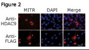 HDAC9 Antibody (N-term) (OAAB07338) in HDAC9 using immunofluorescent