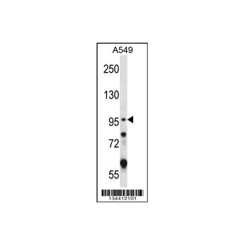 GRIK2 antibody - C - terminal region (OAAB10728) in A549 using Western Blot
