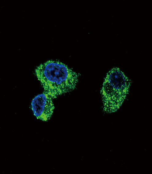 PIGR Antibody (C-term) (OAAB05147) in HepG2 using immunofluorescent
