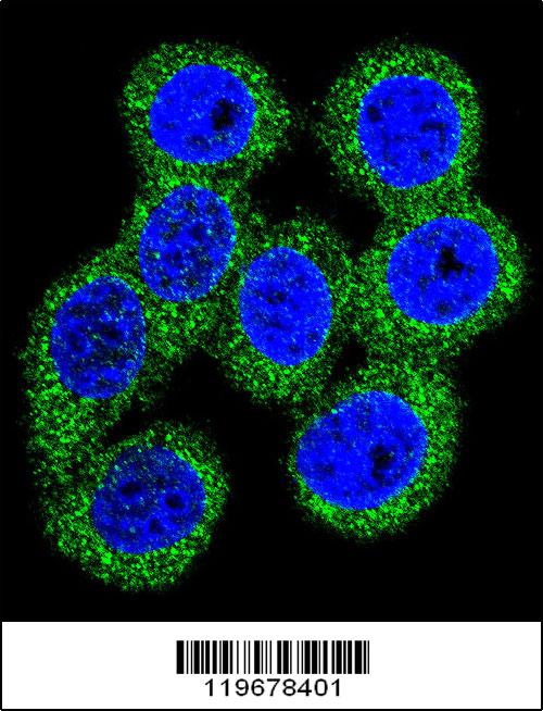 ABCG1 antibody - N-terminal region (OAAB03522) in 293 cells using Immunofluorescence