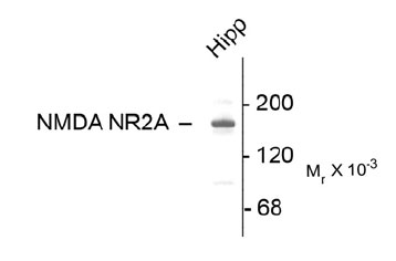 Anti-NMDA Receptor, NR2A Subunit (OAPC00034) in Rat hippocampal (Hipp) using Western Blot