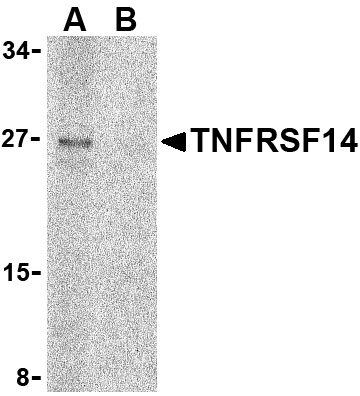 TNFRSF14 Antibody (OAPB00398) in Raji using Western Blot
