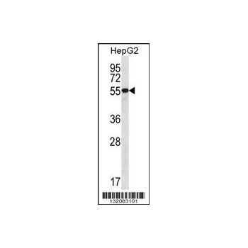 UGDH antibody - C - terminal region (OAAB08893) in HepG2 using Western Blot