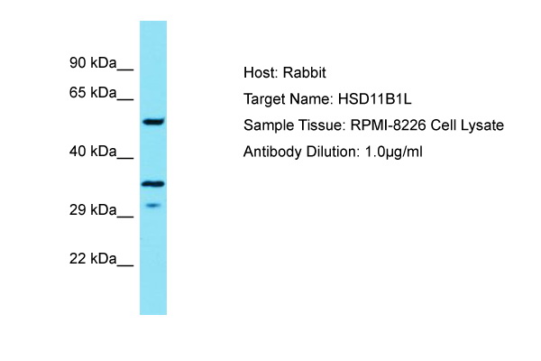 HSD11B1L Antibody - C-terminal region (ARP70555_P050) in RPMI-8226 Whole Cell using Western Blot