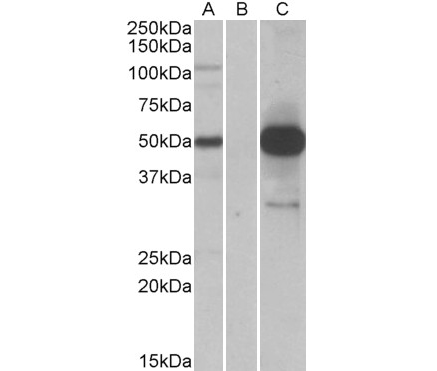COPS3 Antibody (OAEB02500) in HEK293cells using Western Blot